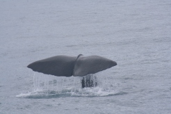 whale in Kaikoura