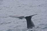 whale tail in Kaikoura