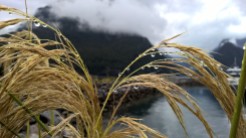 Grass at Milford Sound