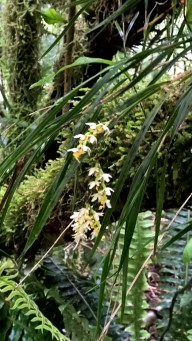 Miniature orchids on Milford track