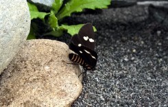 Awesome butterfly