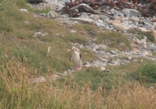 yellow-eyed penguin at Roaring Bay
