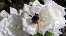 Huge bumble bee on flower, Dunedin
